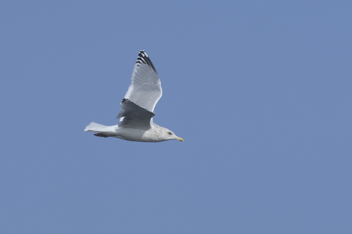 Iceland Gull (Thayer's) - ML538508871