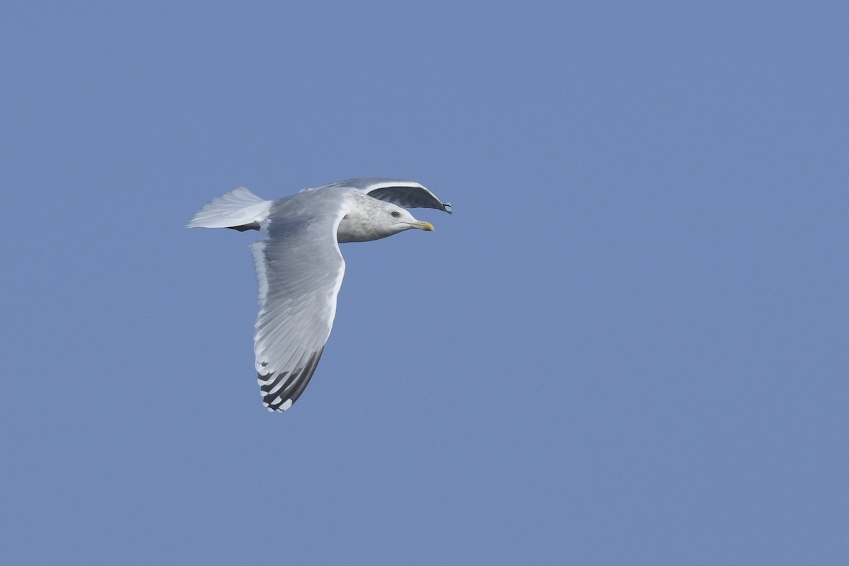 Iceland Gull (Thayer's) - ML538508881