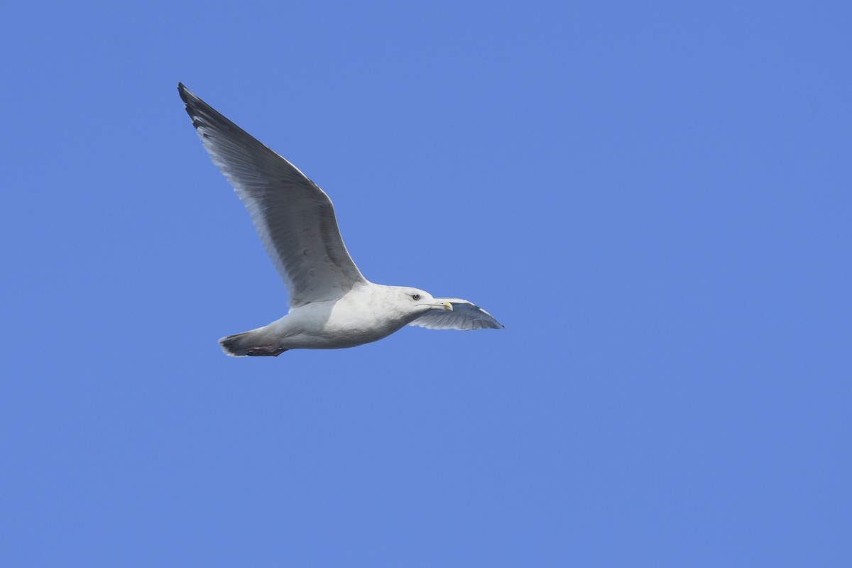 Iceland Gull (Thayer's) - ML538508911