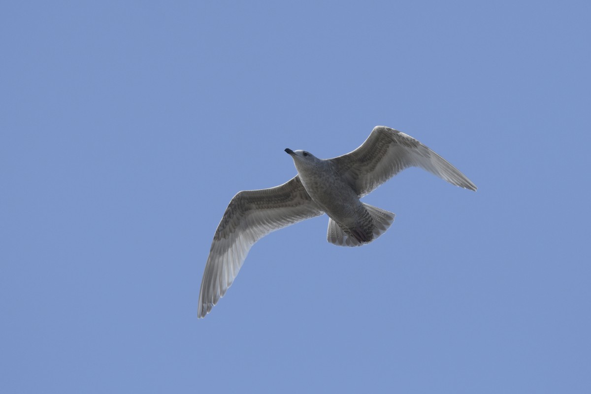 Iceland Gull (Thayer's) - ML538508921