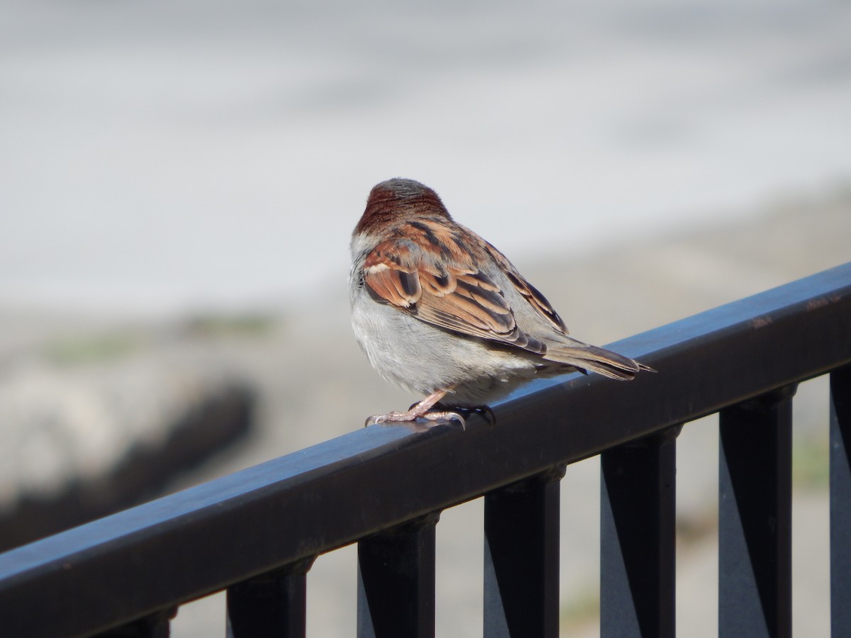 Moineau domestique - ML538508971