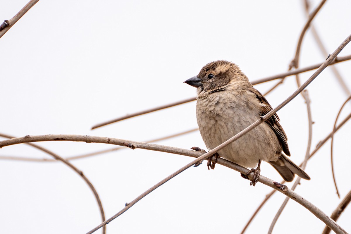 Оронгийн бор шувуу - ML538509381