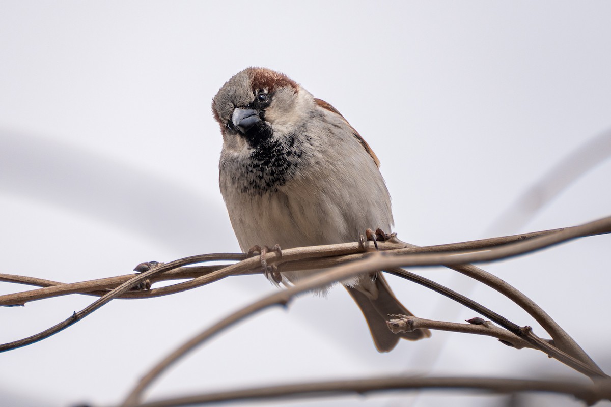 Оронгийн бор шувуу - ML538509391