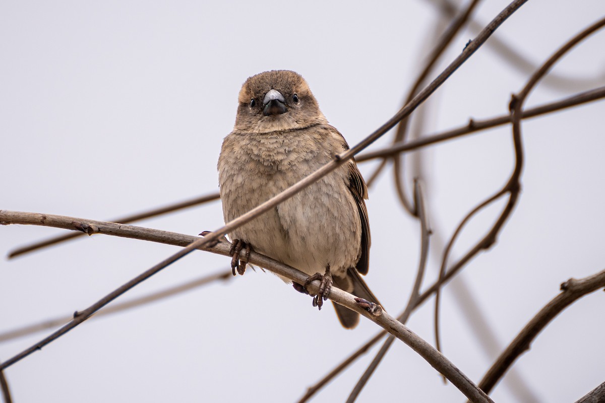 Оронгийн бор шувуу - ML538509401