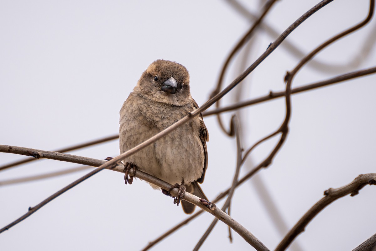 Оронгийн бор шувуу - ML538509411