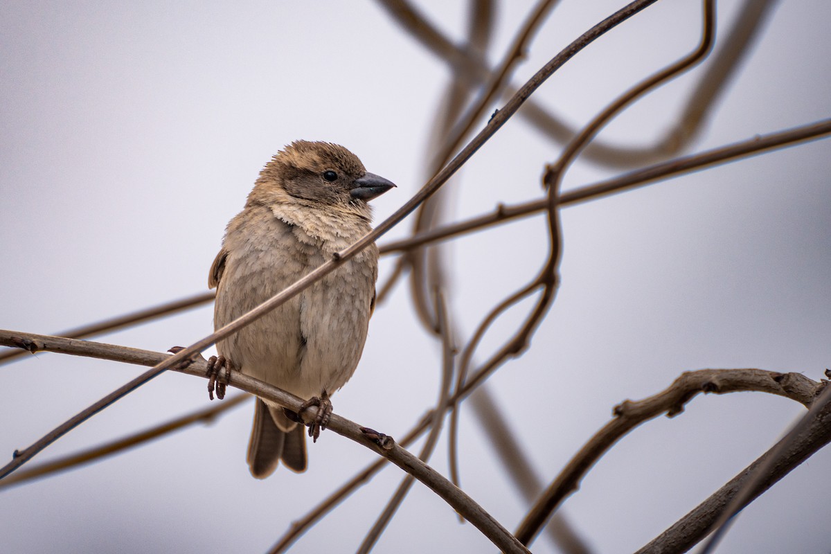 Оронгийн бор шувуу - ML538509421