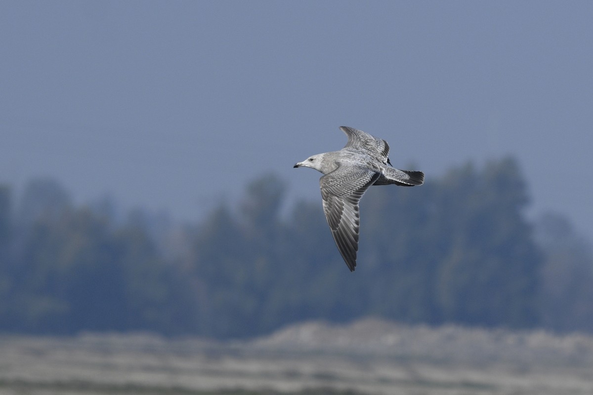 Goéland argenté (smithsonianus) - ML538509511