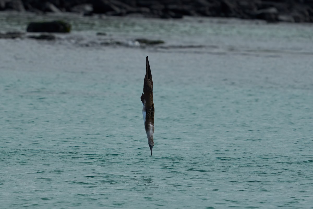 Blue-footed Booby - ML538509691