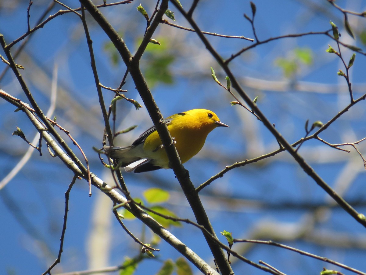 Prothonotary Warbler - ML53850981