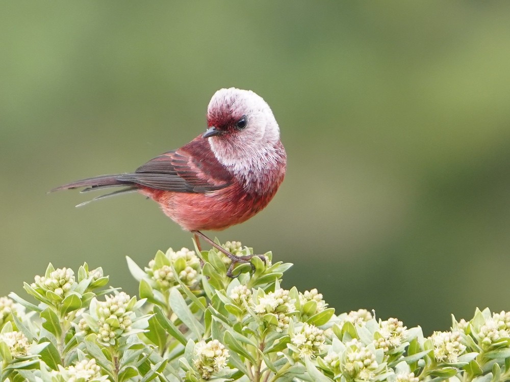 Pink-headed Warbler - ML538512601