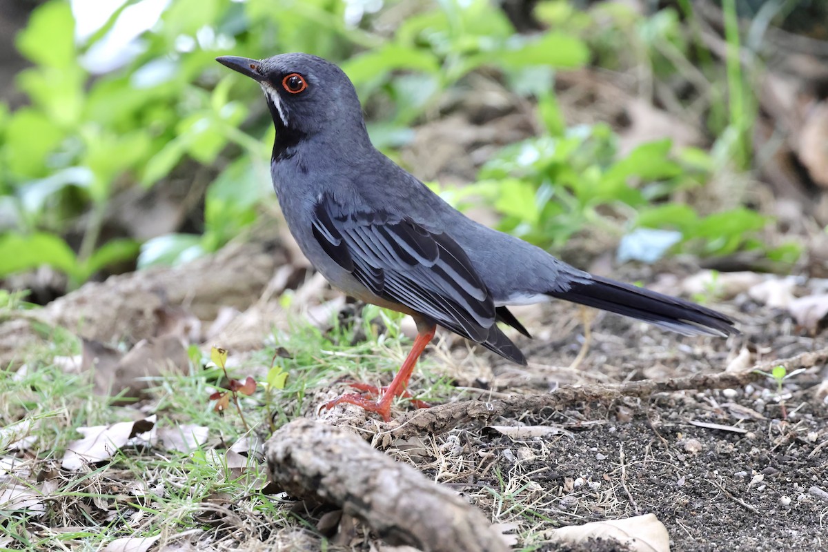 Red-legged Thrush - ML538512641
