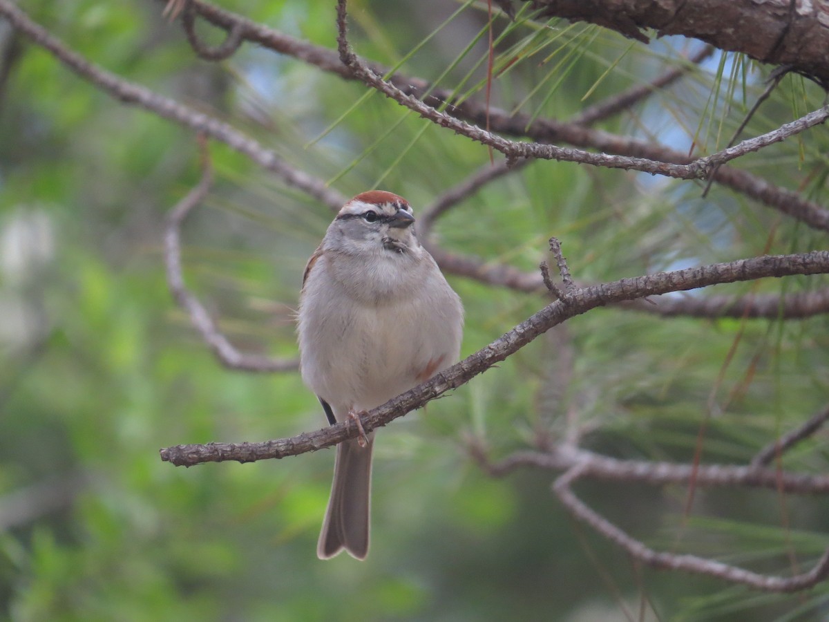 Chipping Sparrow - ML53851331