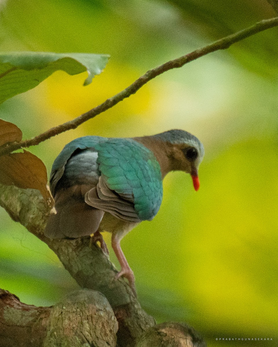 Asian Emerald Dove - ML538514571