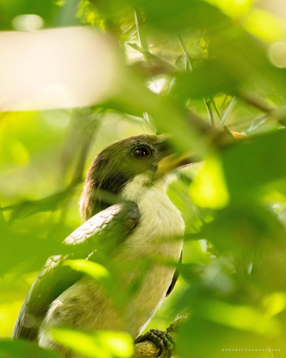 Sri Lanka Gray Hornbill - ML538514661