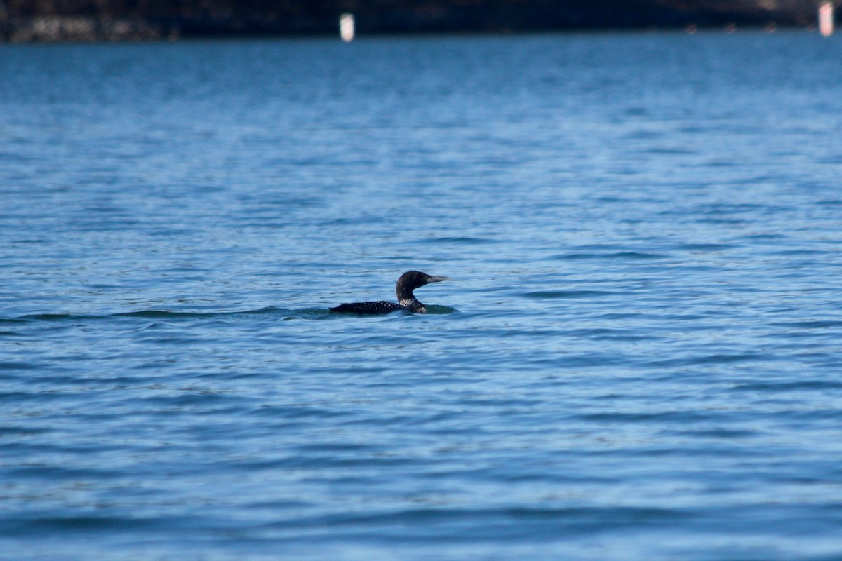 Common Loon - ML53851471