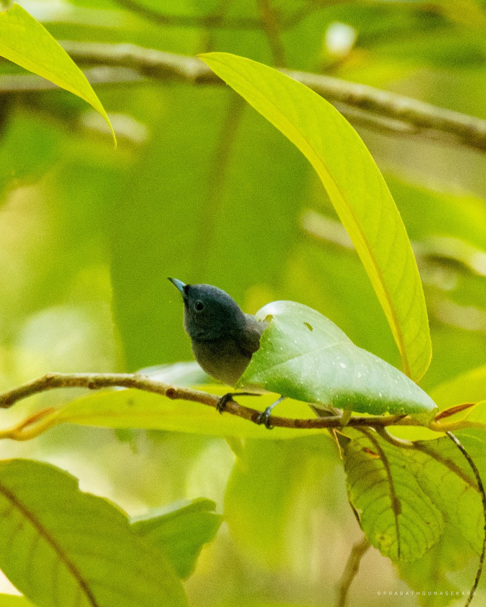 Black-naped Monarch - ML538514721