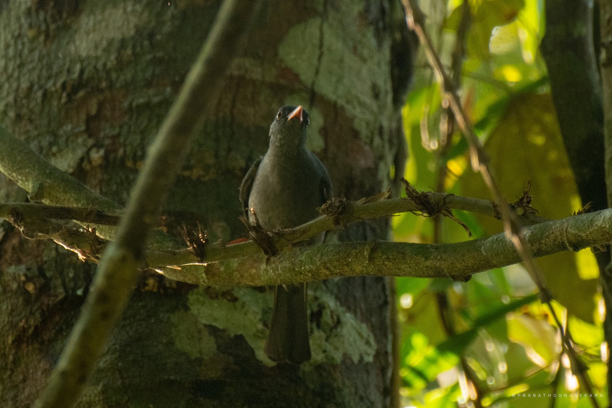 Square-tailed Bulbul - ML538514851