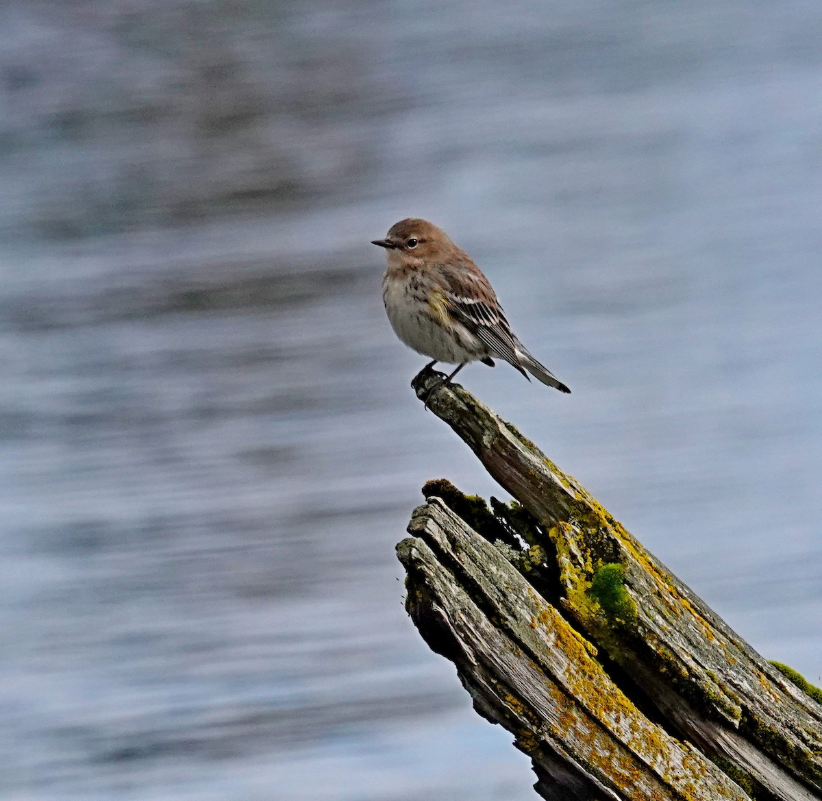 Yellow-rumped Warbler - ML538514941