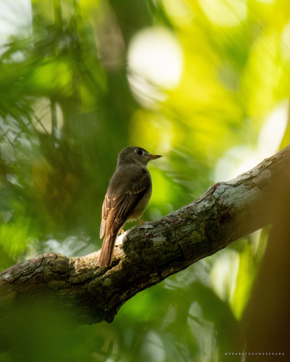 Brown-breasted Flycatcher - ML538515091