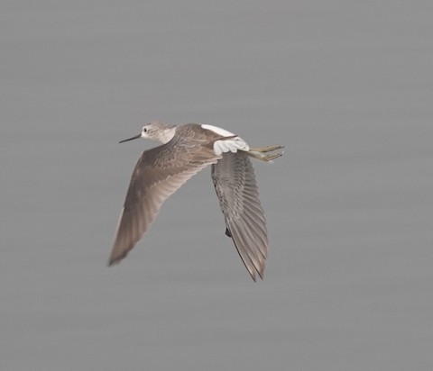 Marsh Sandpiper - ML538515161