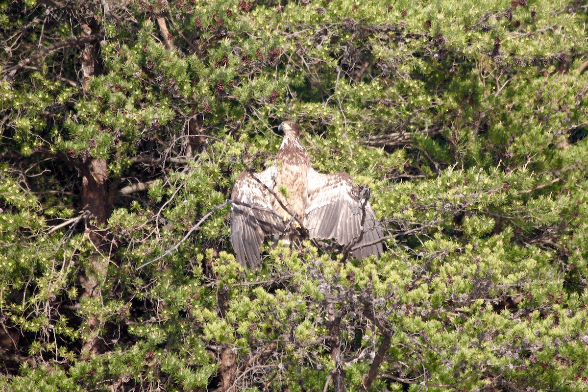 hvithodehavørn - ML53851551