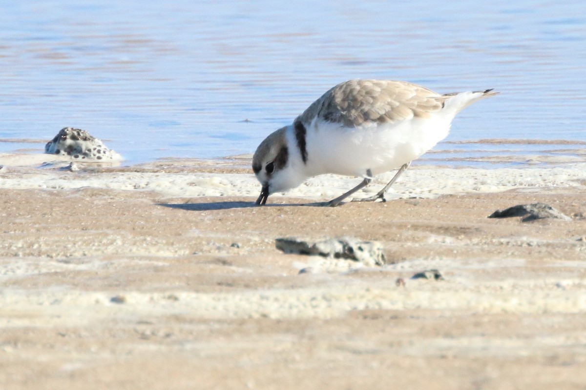 Snowy Plover - ML53851581