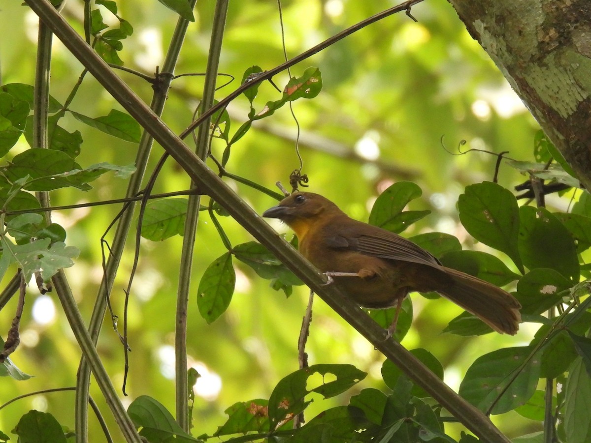 Red-throated Ant-Tanager (Red-throated) - ML538515901