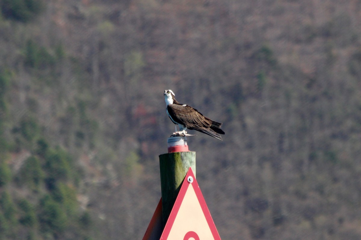 Águila Pescadora - ML53851591