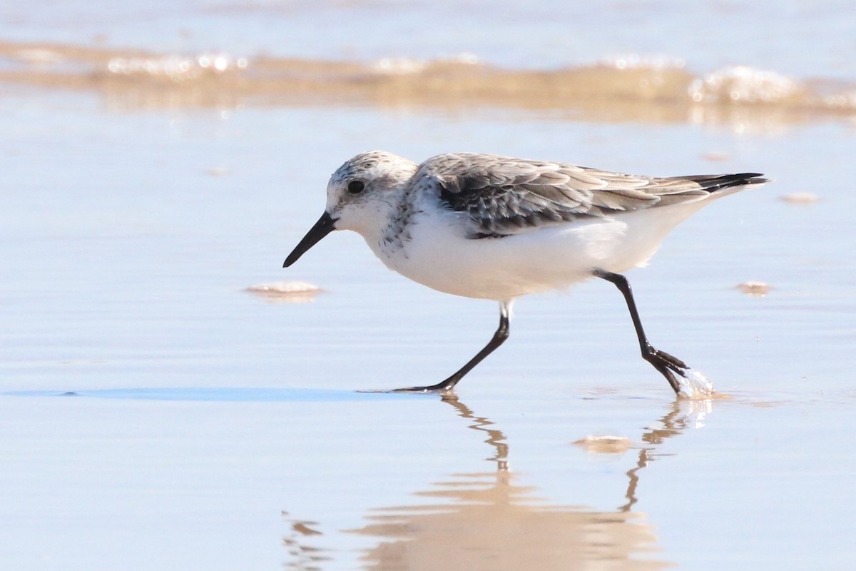 Sanderling - ML53851611