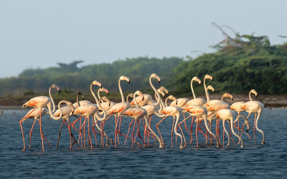 Greater Flamingo - Prabath Gunasekara