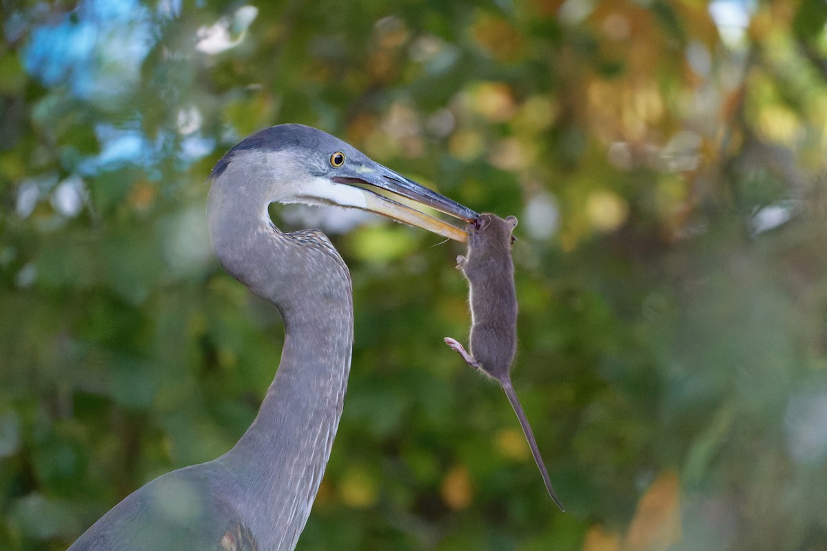 Great Blue Heron - Ant Tab