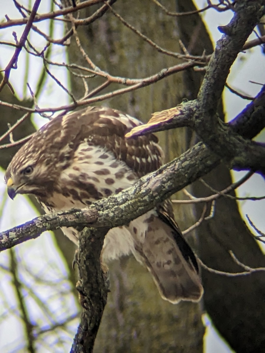 Red-tailed Hawk - ML538516861