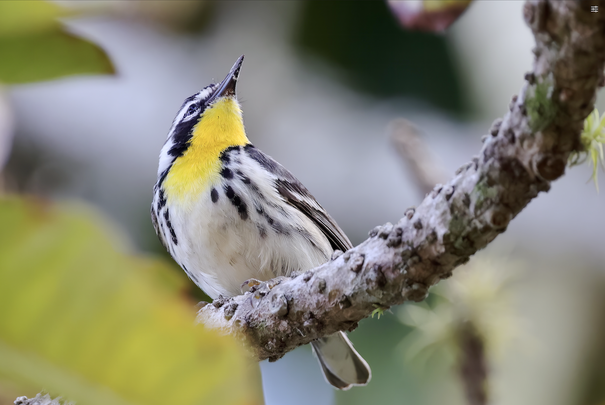 Yellow-throated Warbler - ML538517251