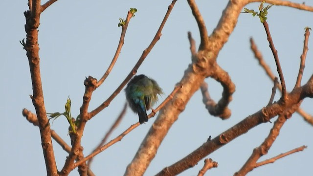 Dacnis bleu - ML538517861