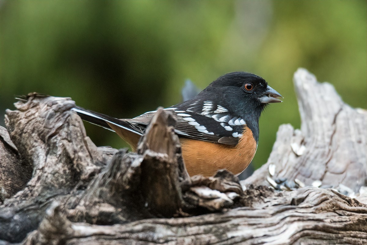 Spotted Towhee - ML538518811