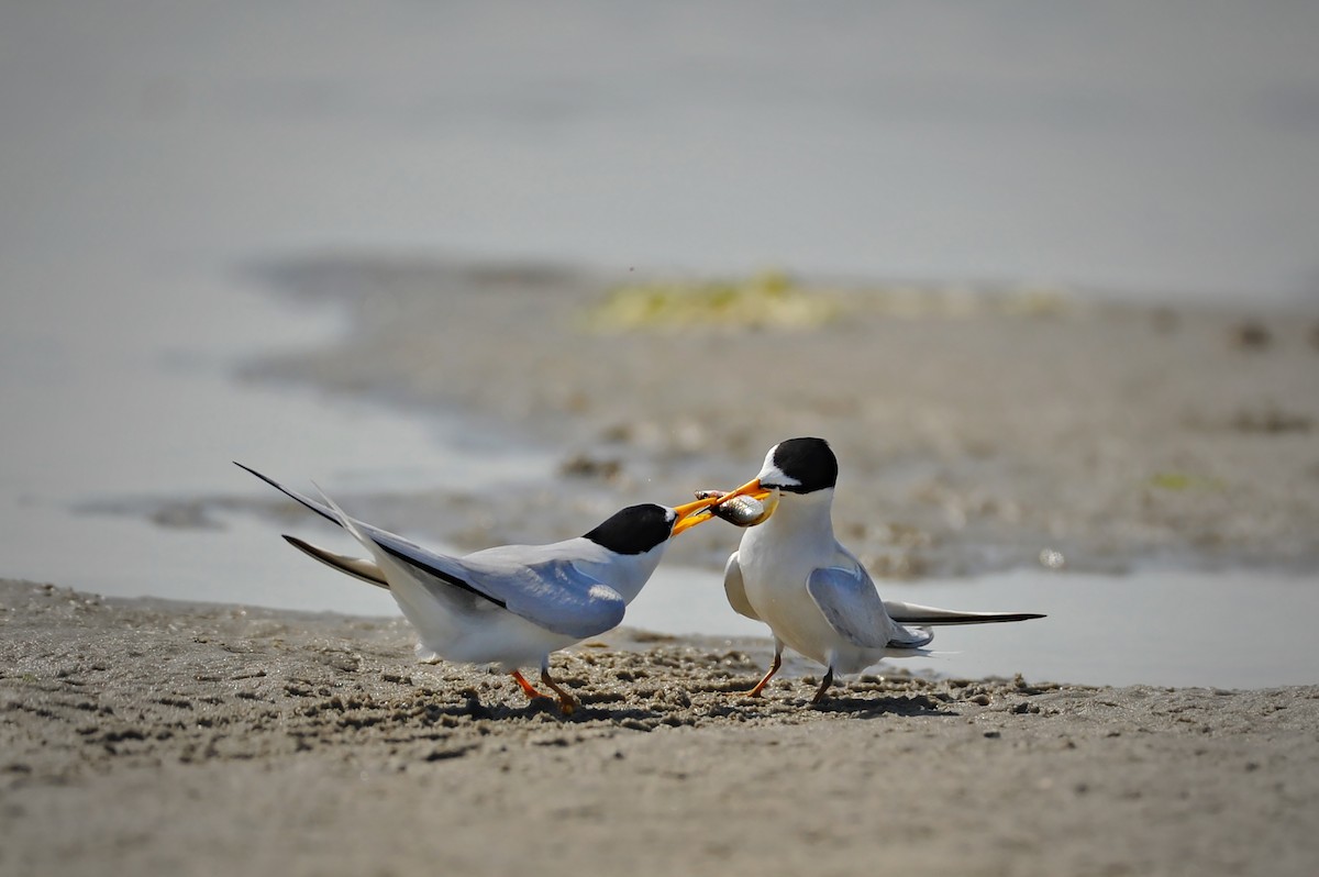 Least Tern - ML53852271