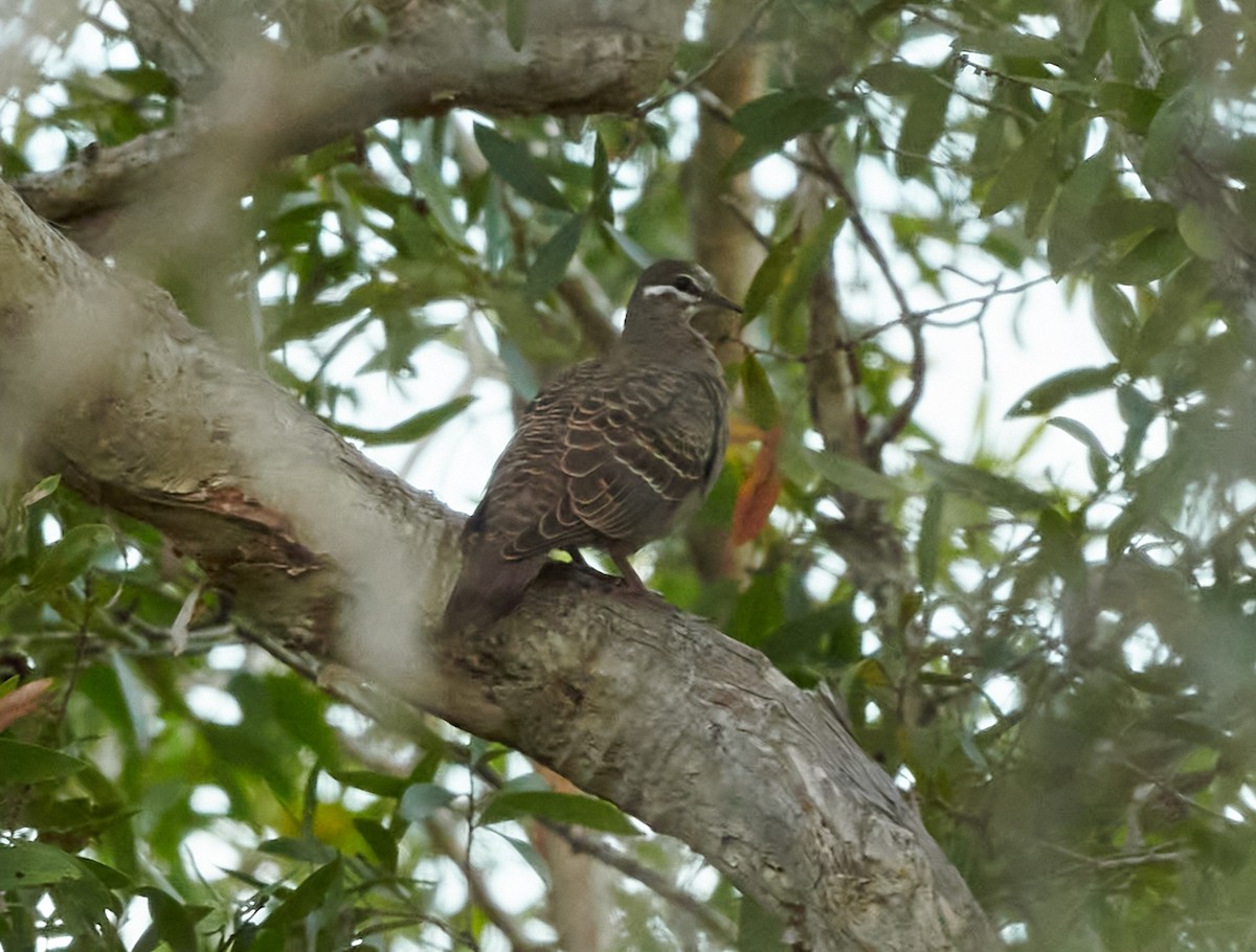 Common Bronzewing - ML538522951