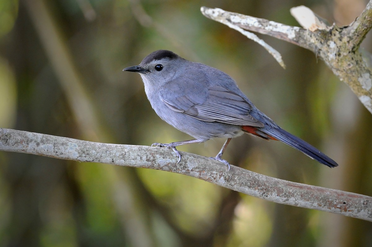 Gray Catbird - Bryan Calk