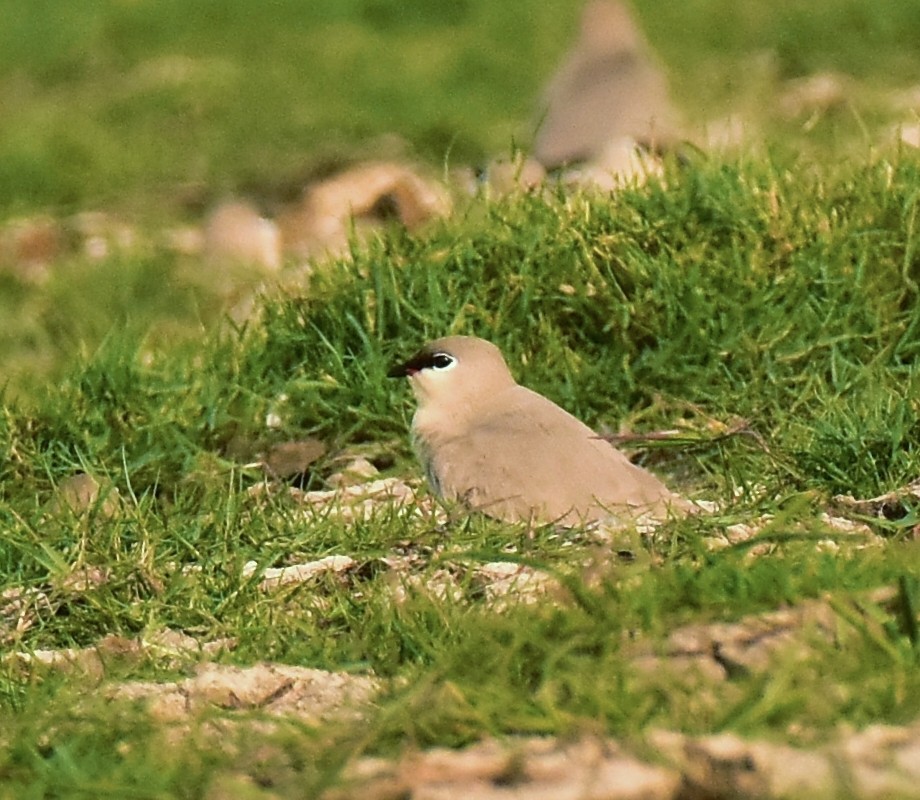 Small Pratincole - ML538523331