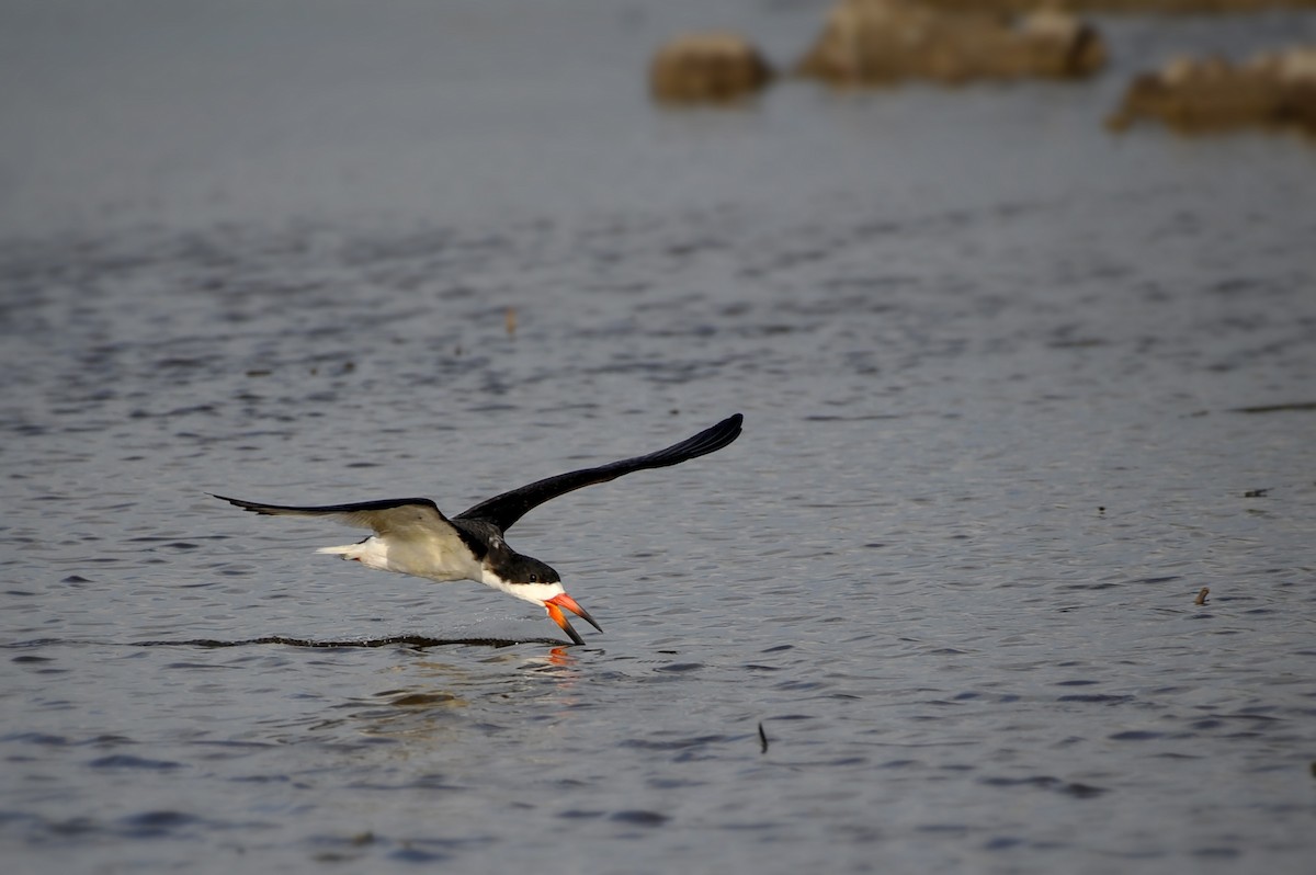 Black Skimmer - Bryan Calk