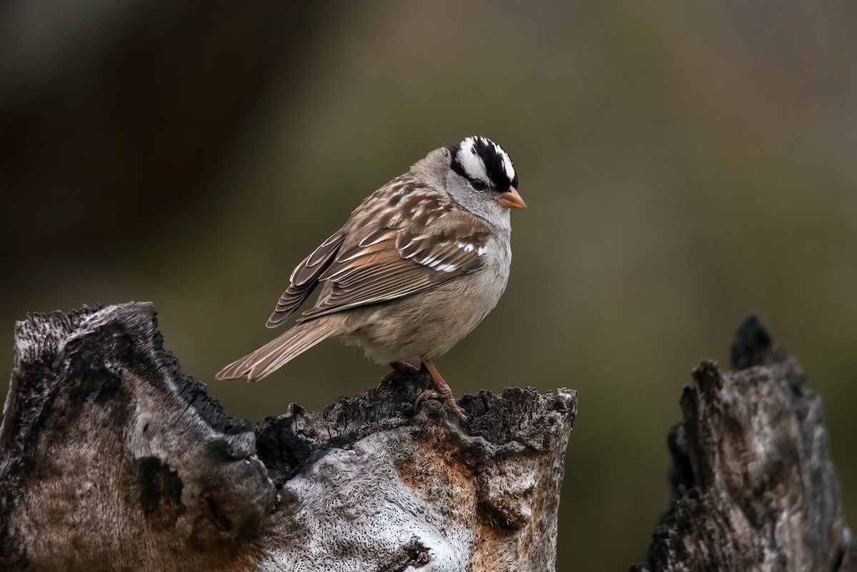 White-crowned Sparrow - ML538524131