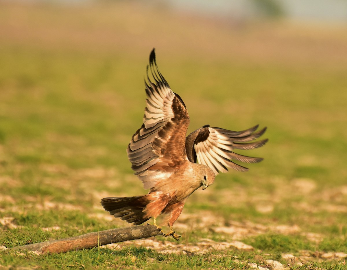 Brahminy Kite - ML538524221