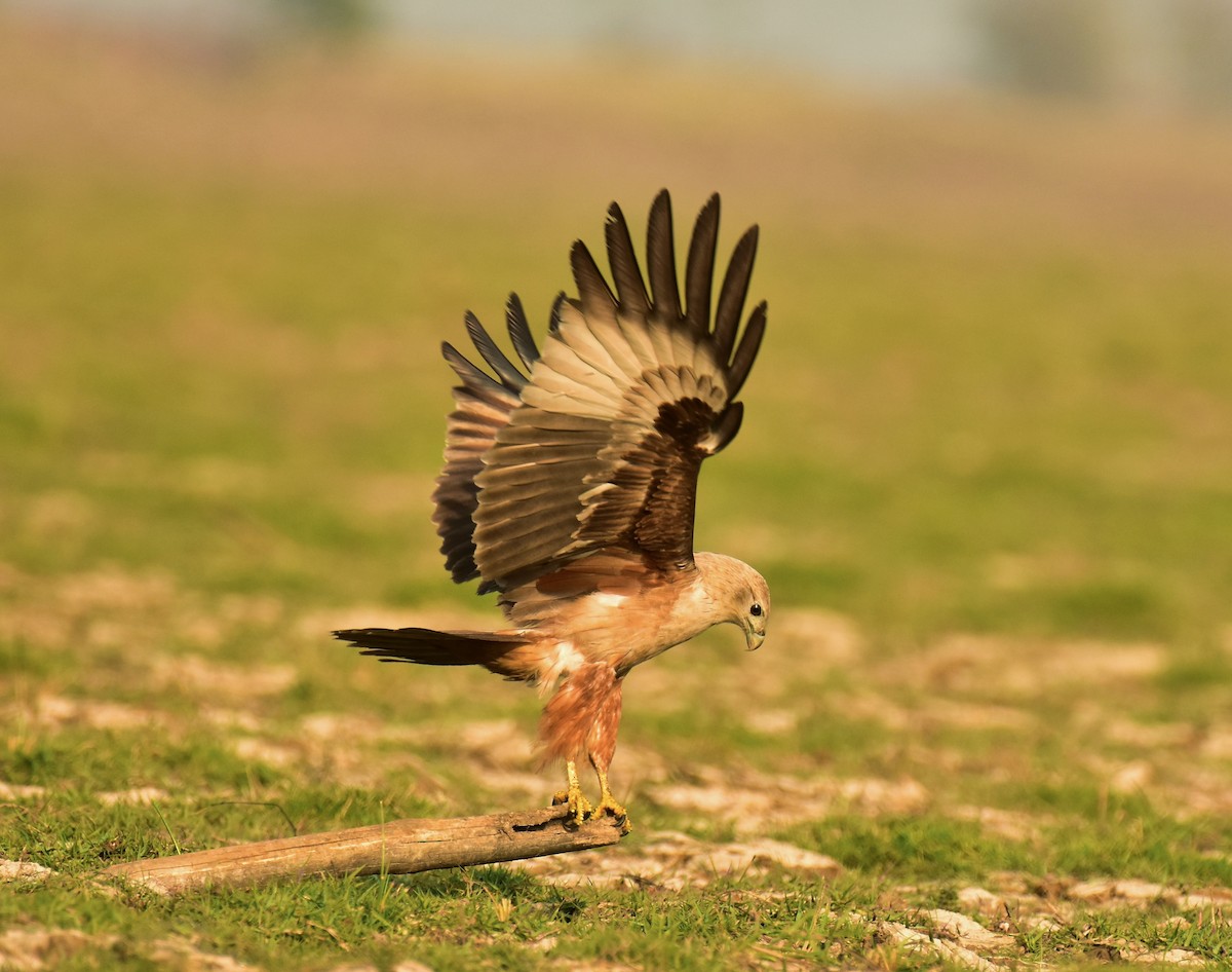 Brahminy Kite - ML538524231