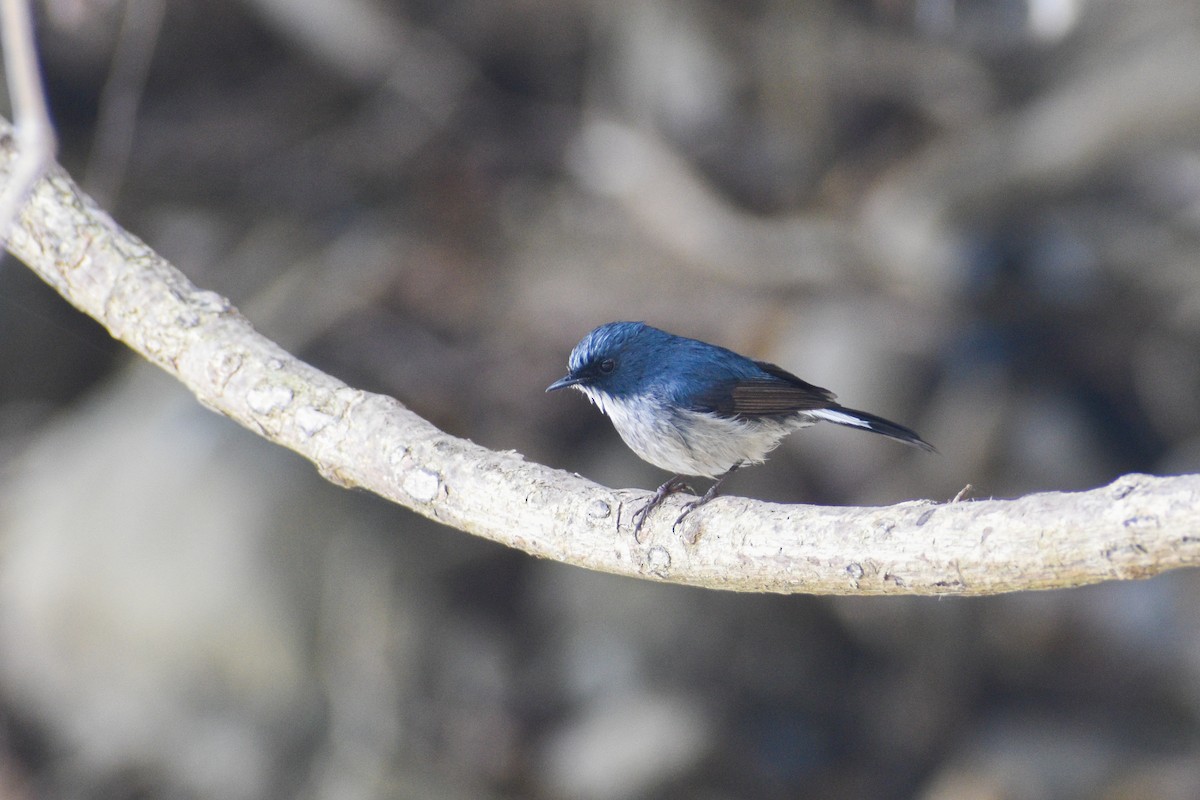 Slaty-blue Flycatcher - Vivek Kumar Patel