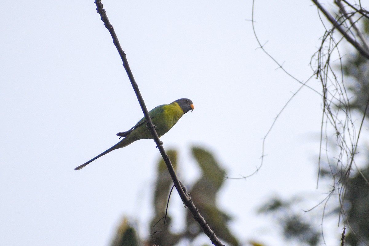 Plum-headed Parakeet - ML538524801