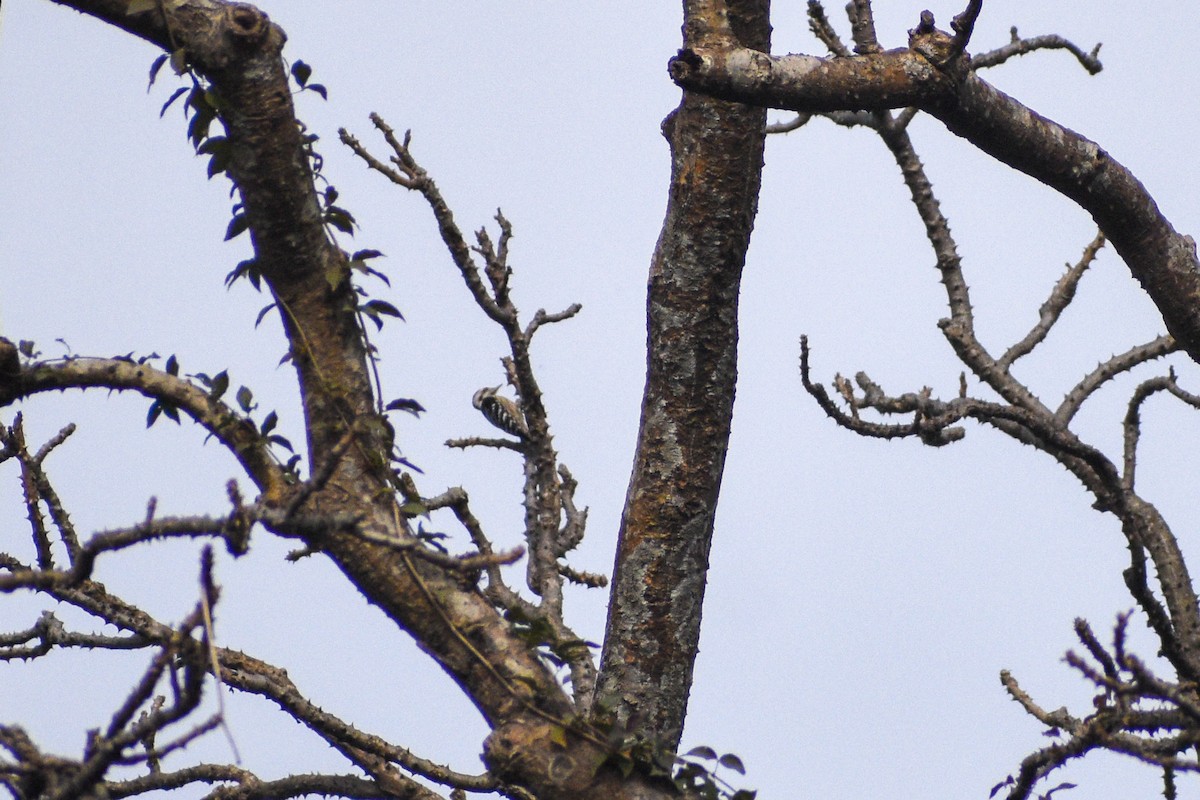 Gray-capped Pygmy Woodpecker - ML538525061