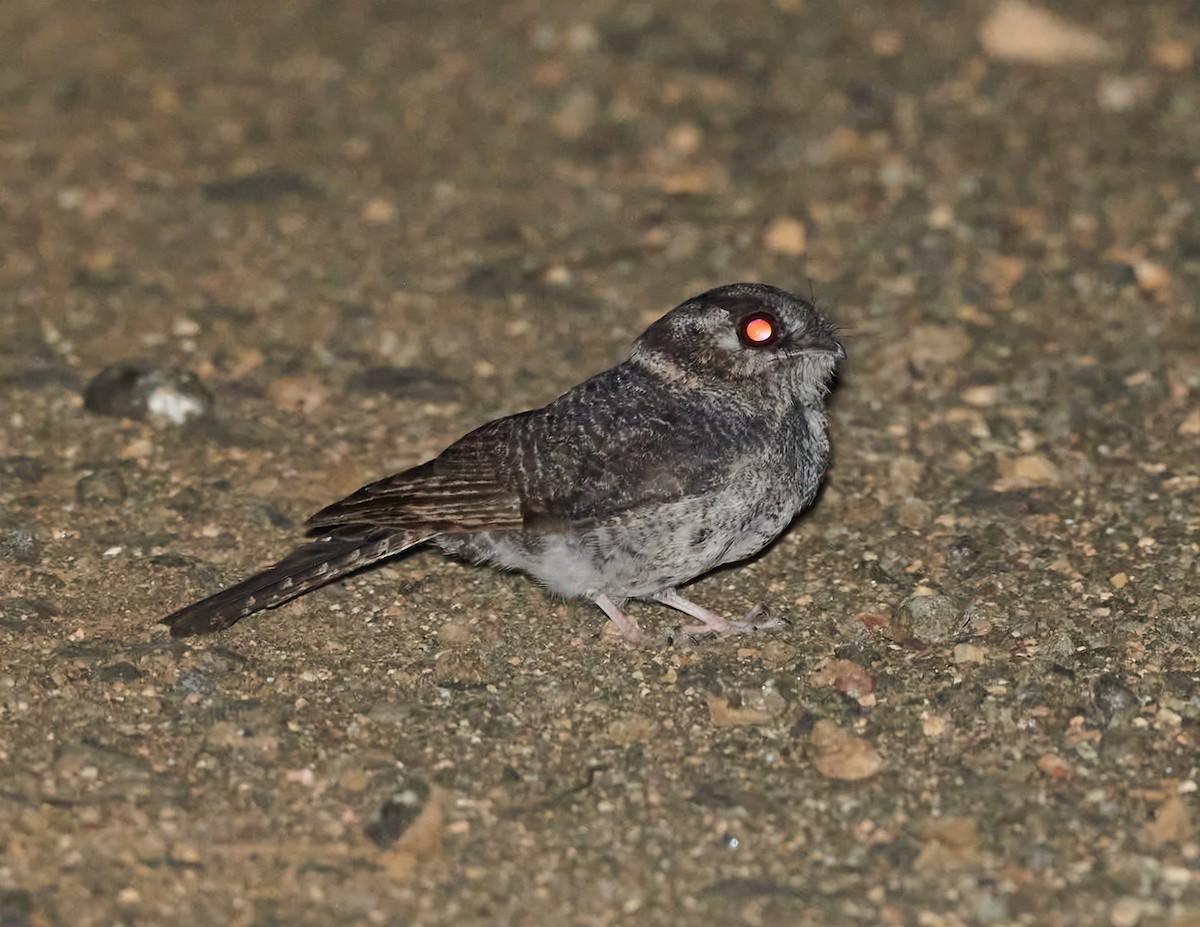 Australian Owlet-nightjar - ML538525461