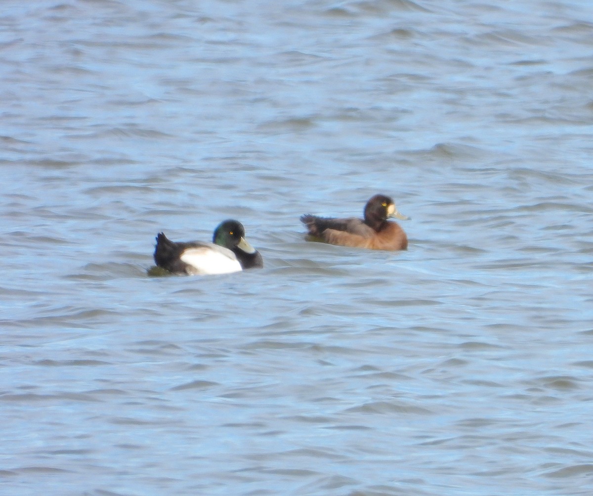 Greater Scaup - ML538525591