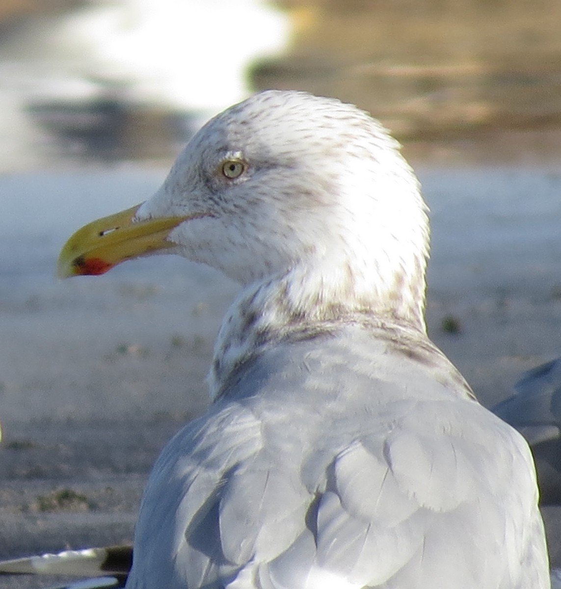 racek stříbřitý (ssp. smithsonianus) - ML538525951