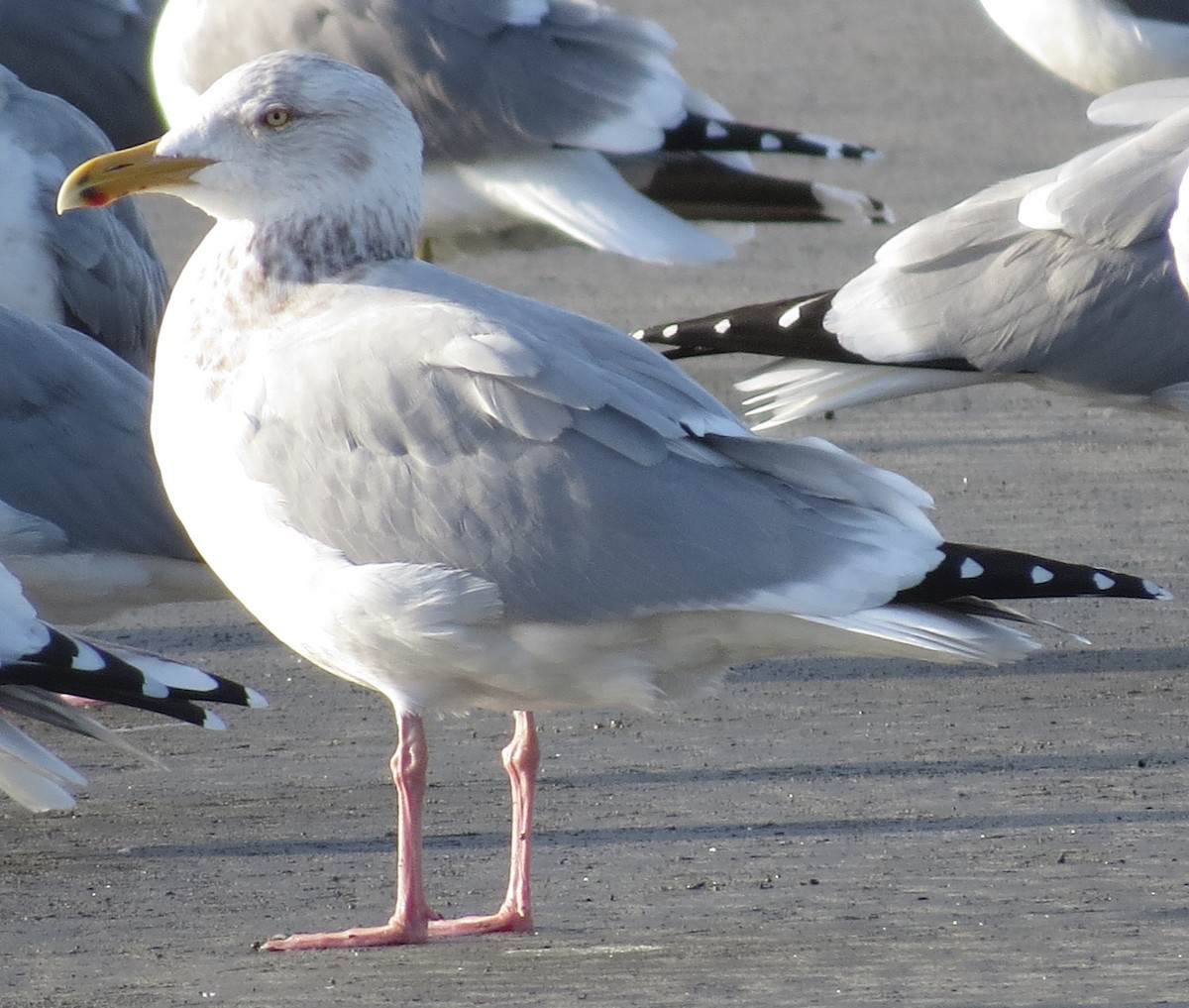 racek stříbřitý (ssp. smithsonianus) - ML538525961